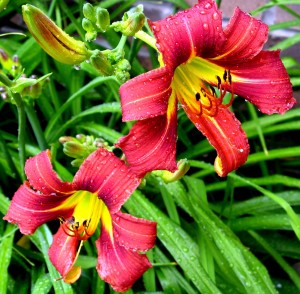 Lillies in the rain, July 2008