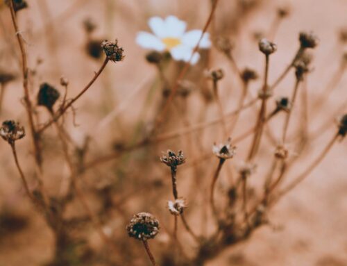 4 Types of Cognitive Distortions and How to Find Support