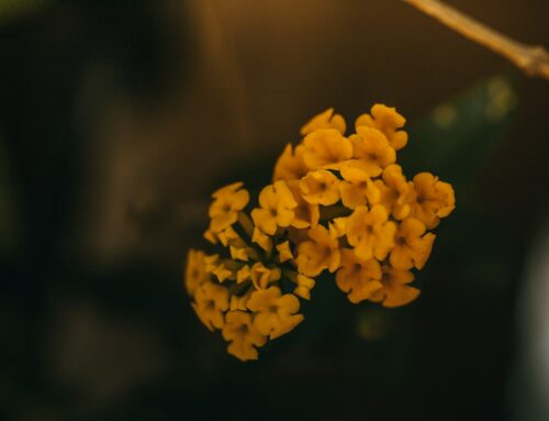 Christian Family Counseling During a Crisis