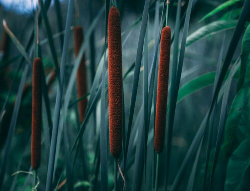 Pursuing Healing and Recovery from Codependent Behavior