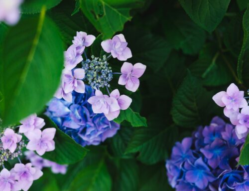 Preventive Care Vs. Reactive Care for Your Overall Well-Being and Mental Health